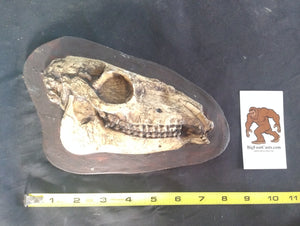 Mesohippus skull cast replica #3 Mesohippus fossil horse skull cast replica