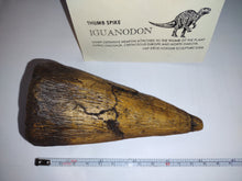 Cargar imagen en el visor de la galería, Iguanodon Thumb Spike claw cast replica