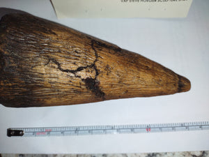 Iguanodon Thumb Spike claw cast replica