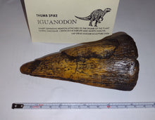 Charger l&#39;image dans la galerie, Iguanodon Thumb Spike claw cast replica