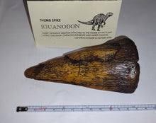 Load image into Gallery viewer, Iguanodon Thumb Spike claw cast replica