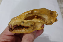Load image into Gallery viewer, Hesperocyon gregarius skull cast replica (item #RF012)