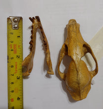 Charger l&#39;image dans la galerie, Hesperocyon gregarius skull cast replica (item #RF012)