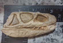 Load image into Gallery viewer, Euparkeria Archosaur skull cast replica SAM-PK-5867