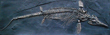 Load image into Gallery viewer, Ichthyosaurus intermedius skeleton cast replica marine reptile