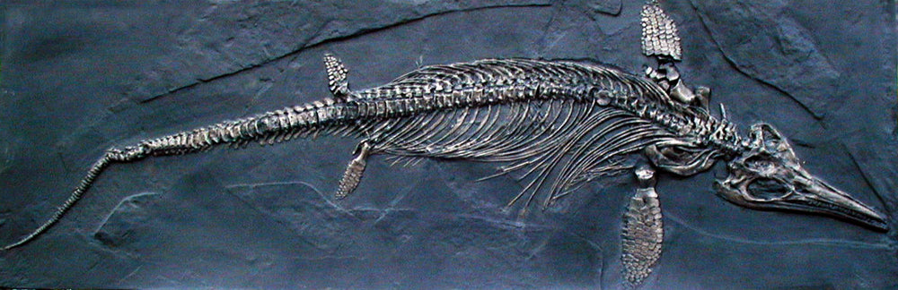 Ichthyosaurus intermedius skeleton cast replica marine reptile