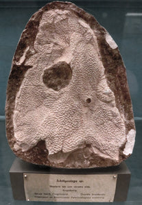 Icthyostega Fossil Cast