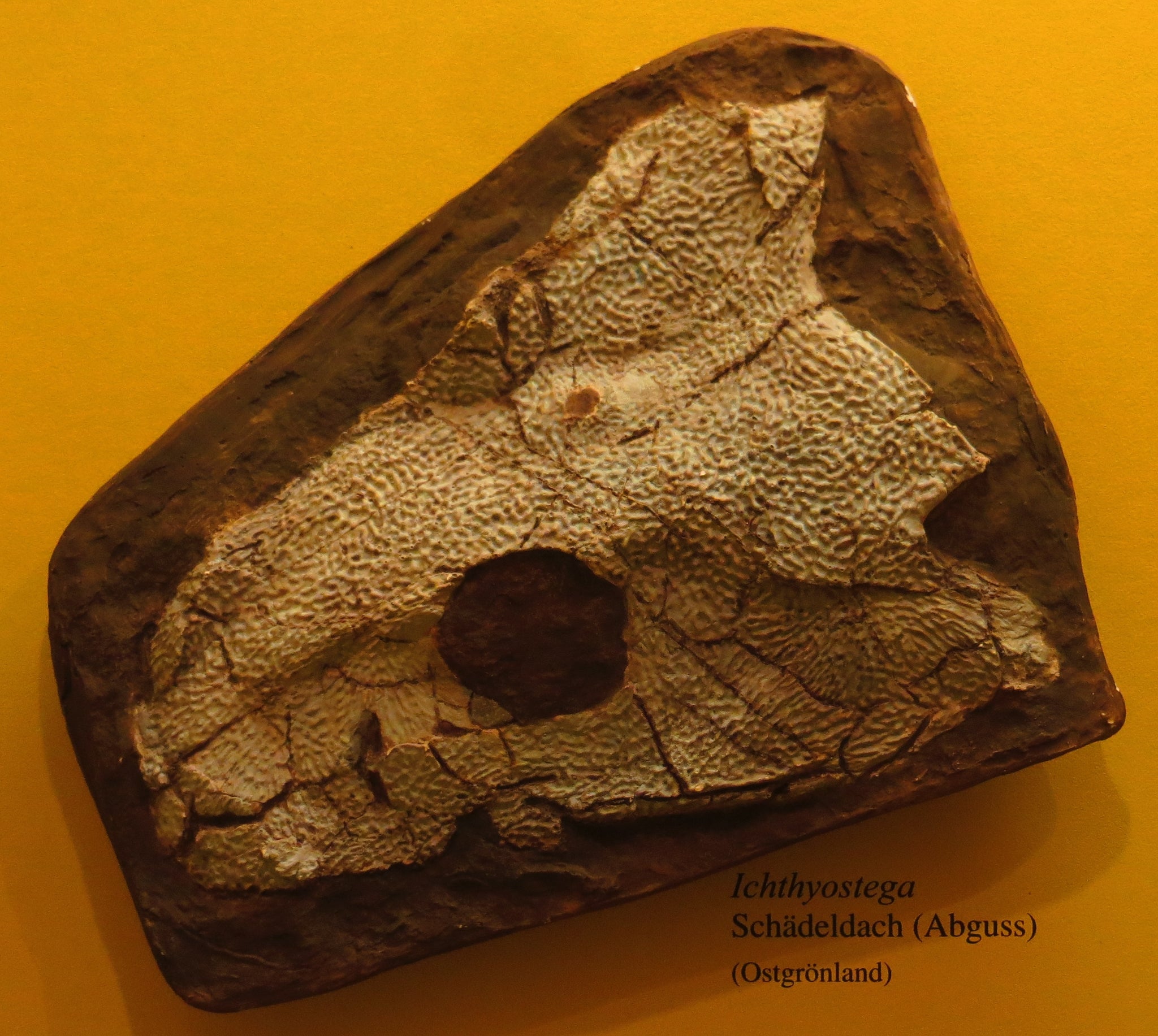 Icthyostega Fossil Cast BigfootCasts Com