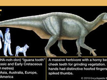 Laden Sie das Bild in den Galerie-Viewer, Iguanodon tooth cast replica #2 Dinosaur fossil for sale reproduction