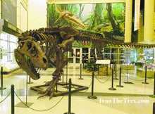 Charger l&#39;image dans la galerie, T-rex: Ivan the T.rex skeleton cast replica