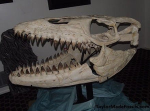 Mosasaurus Skull cast replica Prognathon with stand