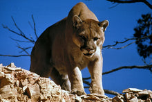 Load image into Gallery viewer, Mountain Lion (Cougar) footprint cast replica Mt Lion