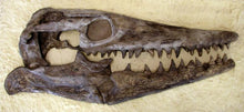 Charger l&#39;image dans la galerie, Tylosaur skull cast replica panel