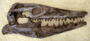 Tylosaur skull cast replica panel