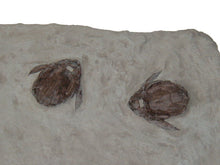 Load image into Gallery viewer, Placoderm panel Bothriolepis Canadensis
Fossil cast replica