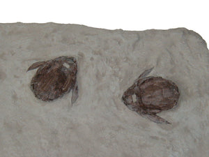Placoderm panel Bothriolepis Canadensis
Fossil cast replica