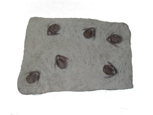 Placoderm panel Bothriolepis Canadensis
Fossil cast replica