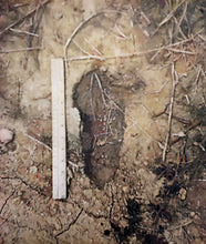 Cargar imagen en el visor de la galería, 1962 Bigfoot Loren Coleman Decatur Illinois Sasquatch track cast replica