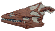 Load image into Gallery viewer, Platecarpus ictericus, mosasaur skull, marine reptile