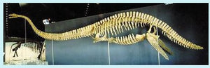 Plesiosaurus Skeleton cast replica for sale