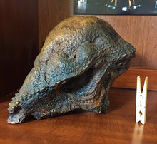 Laden Sie das Bild in den Galerie-Viewer, Prenocephale skull cast replica Dinosaur reproductive