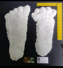 Load image into Gallery viewer, 1963 Hyampom Bigfoot (Sasquatch) footprint cast &quot;B&quot;
