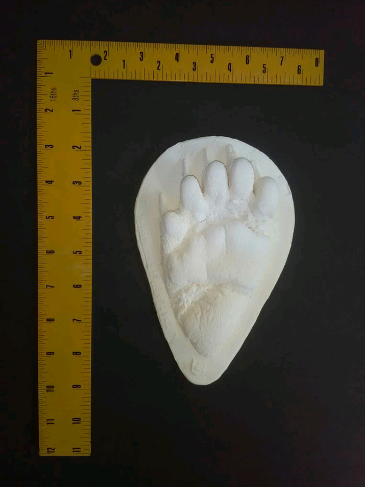 Juvenile Black Bear footprint cast replica