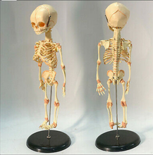 Load image into Gallery viewer, Newborn skeleton 14.5&quot; OR 37cm Human New Head Baby Skull Skeleton Anatomical