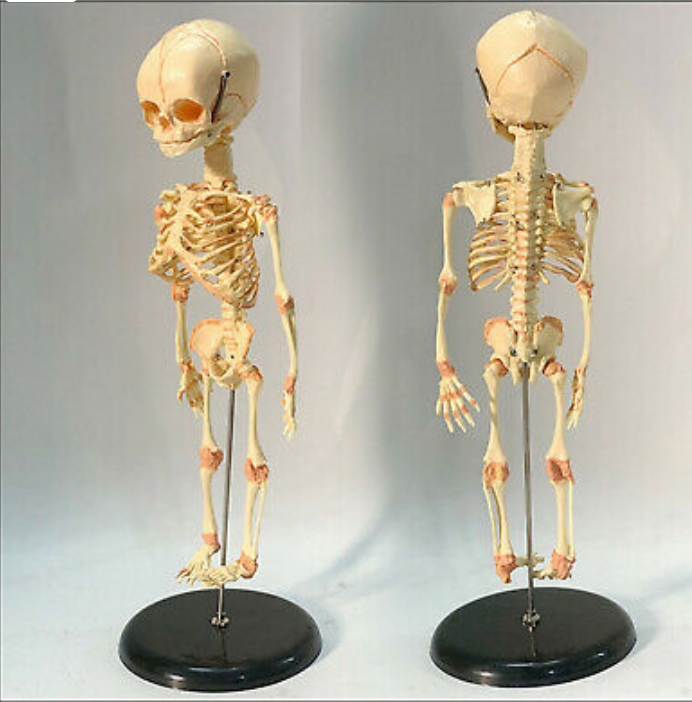 Newborn skeleton 14.5
