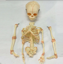 Charger l&#39;image dans la galerie, Newborn skeleton 14.5&quot; OR 37cm Human New Head Baby Skull Skeleton Anatomical
