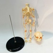 Cargar imagen en el visor de la galería, Newborn skeleton 14.5&quot; OR 37cm Human New Head Baby Skull Skeleton Anatomical
