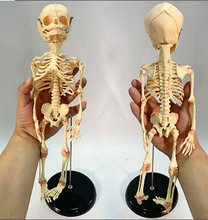 Cargar imagen en el visor de la galería, Newborn skeleton 14.5&quot; OR 37cm Human New Head Baby Skull Skeleton Anatomical