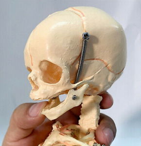 Newborn skeleton 14.5" OR 37cm Human New Head Baby Skull Skeleton Anatomical