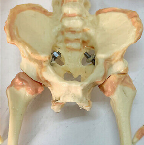 Newborn skeleton 14.5" OR 37cm Human New Head Baby Skull Skeleton Anatomical