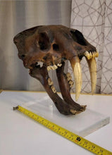Load image into Gallery viewer, SALE Smilodon skull cast replica #V