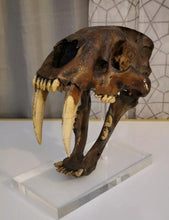 Load image into Gallery viewer, Smilodon skull cast replica #V