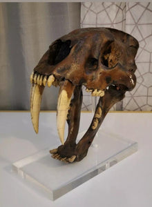 SALE Smilodon skull cast replica #V
