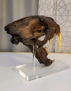 Smilodon skull cast replica #V