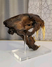 Load image into Gallery viewer, SALE Smilodon skull cast replica #V