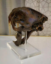 Charger l&#39;image dans la galerie, Smilodon skull cast replica #V