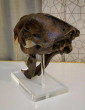 Laden Sie das Bild in den Galerie-Viewer, SALE Smilodon skull cast replica #V