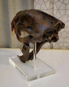 Smilodon skull cast replica #V