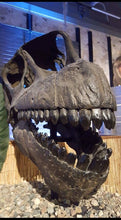 Laden Sie das Bild in den Galerie-Viewer, Camarasaurus skull cast replica #1