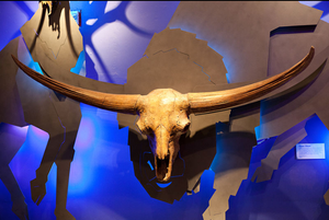 Bison latifrons fossil skull cast replica