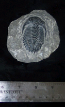 Laden Sie das Bild in den Galerie-Viewer, Hollardops Trilobite cast replica