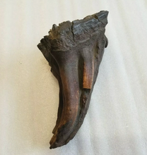 Load image into Gallery viewer, Woolly Mammoth Tooth cast replica #7 Extinct Genuine. Pleistocene. Ice Age