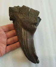 Cargar imagen en el visor de la galería, Woolly Mammoth Tooth Fossil. #7 Extinct Genuine. Pleistocene. Ice Age
