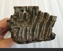Laden Sie das Bild in den Galerie-Viewer, Woolly Mammoth Tooth Fossil. #7 Extinct Genuine. Pleistocene. Ice Age