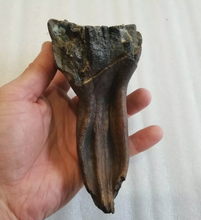 Load image into Gallery viewer, Woolly Mammoth Tooth cast replica #7 Extinct Genuine. Pleistocene. Ice Age