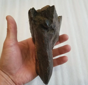 Woolly Mammoth Tooth cast replica #7 Extinct Genuine. Pleistocene. Ice Age